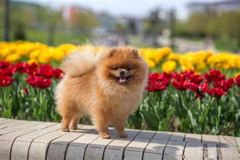 Perro Pomeranian Hermoso Y Mullido Perro En El Banco En Un Parque