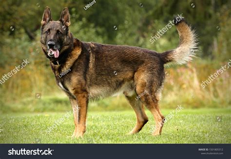 German Shepherd Red Sable