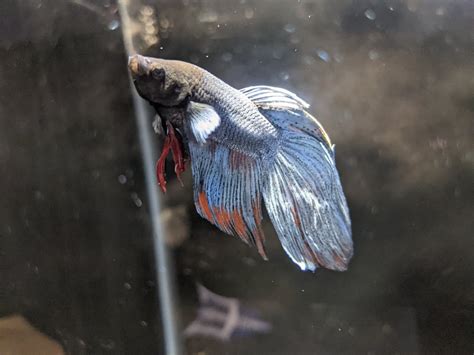 Veil Tail Betta Wysiwyg Tristans Tropical Fish