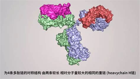 科普 新冠病毒抗体检测（胶体金法）原理 知乎