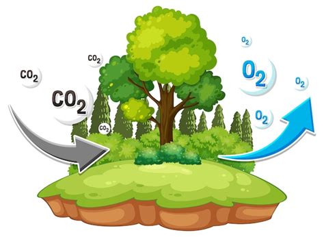 Ciclo Del Nitrogeno Dibujo Para Colorear E Imprimir Infoupdate Org