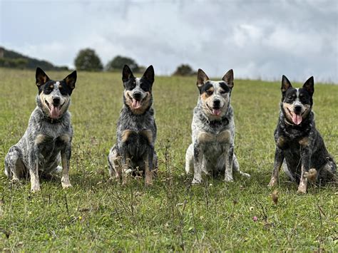 Carpathian Dingo - Australian cattle dogs