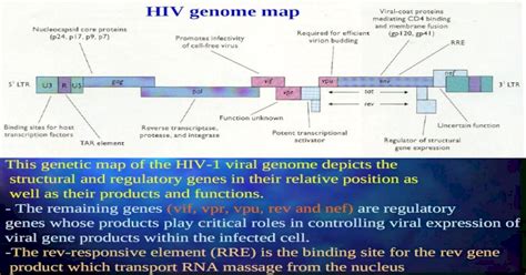 (PPT) HIV genome map This genetic map of the HIV-1 viral genome depicts ...