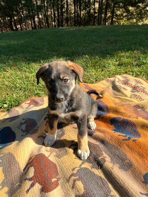 Australian Shepherd X Husky | Dogs & Puppies for Rehoming | City of ...