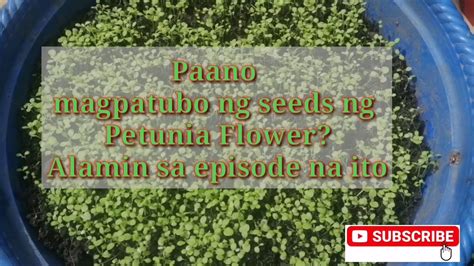 Paano Magpatubo Ng Seeds Ng Petunia Flower Alamin Sa Episode Na Ito