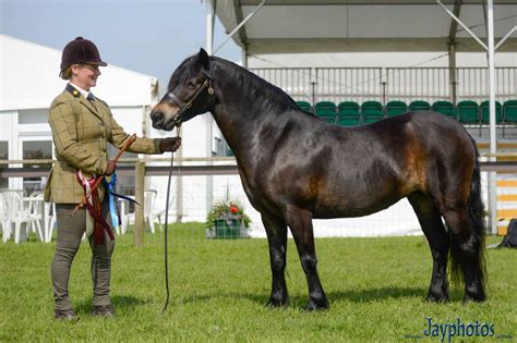 About the Breed – Dartmoor Pony Society