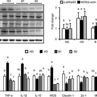 Effects Of BAB On The MRNA Expression Levels Of Macrophage Infiltration