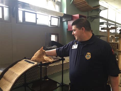 This Prison Adopts Shelter Cats And Unlikely Bonds Are Formed History