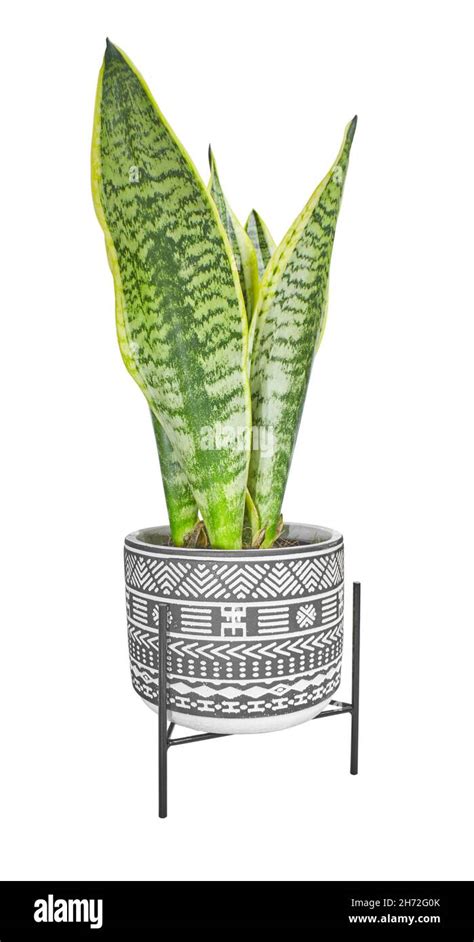 Interior Decoration Sansevieria Trifasciata Laurentii Or Snake Plant