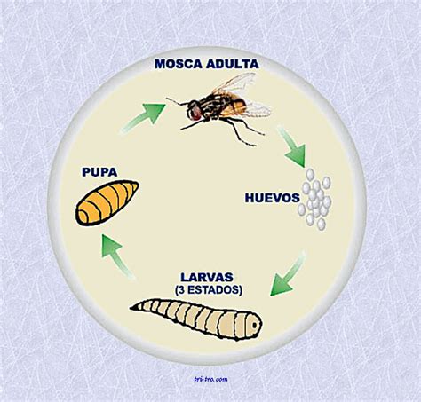 Ciclo De Vida Moscas