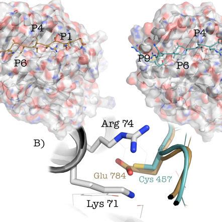 Modeling Of The Interaction Between Hla Drb Sla Lp And