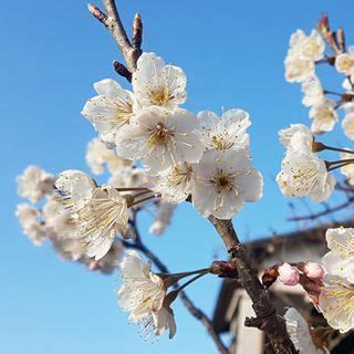 White Flowers Are Blooming On A Tree In Front Of A Building And Blue Sky