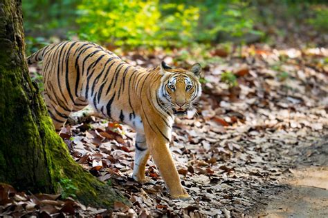 Indian Tiger Photo Safari – Colby Brown Photography