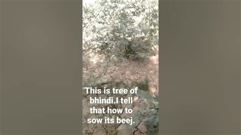 This Is Tree Of Bhindiin This Video I Tell That How To Grow Their