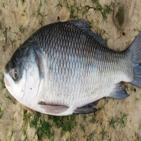 Katla Fish at Rs 95/kg | ताजा मछली in Cuttack | ID: 23070529933