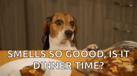 Hungry Dog GIF - Hungry Dog Beagle - Discover & Share GIFs