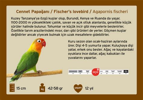 CENNET PAPAĞANI FİSCHERS LOVEBİRD BURSA ZOO Bursa Hayvanat Bahçesi