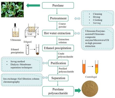 Molecules Free Full Text Extraction Purification Structural Characteristics Biological