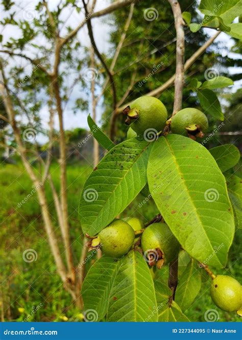 Guava Has The Scientific Name Psidium Guajava On A Bamboo Plate Stock