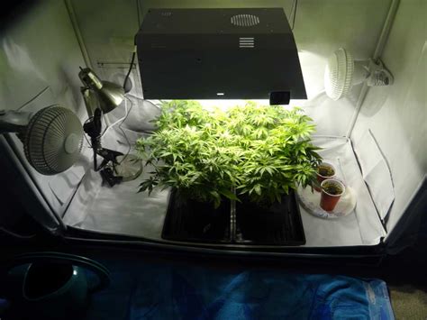 What size grow tent? - GrowWeedEasy.com Cannabis Growing Forum