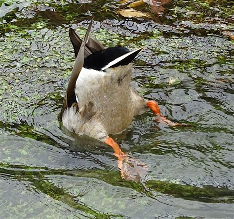 Bottoms Up Duck Diving Free Stock Photo Public Domain Pictures