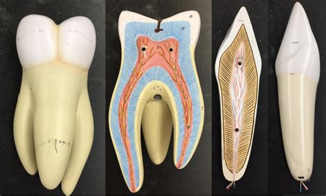 Digestive Teeth Diagram Quizlet