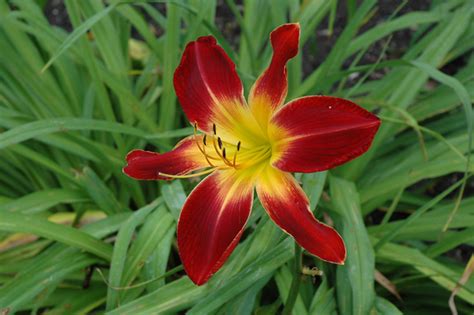 Ruby Spider Daylily Hemerocallis Ruby Spider In Naperville Aurora