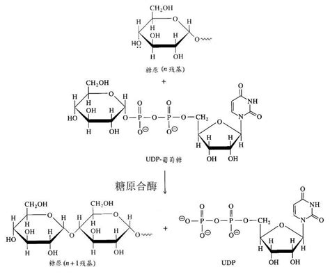 Udp糖尿苷二磷酸udp糖基转移酶相关基因（udp 半乳糖、udp 木糖与udp D 甘露糖）的表达 Udp糖丨mof丨金属有机框架丨