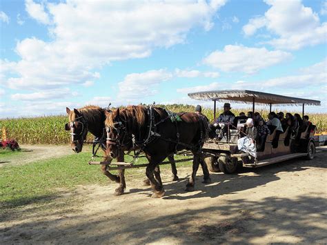 Indiana Amish Carriage Ride Photograph by Curtis Boggs - Fine Art America