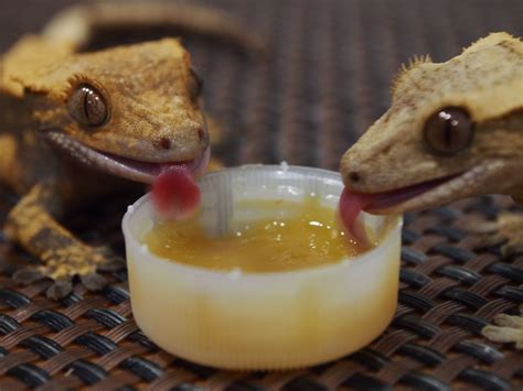 Eating Crested Gecko Gecko Lizard