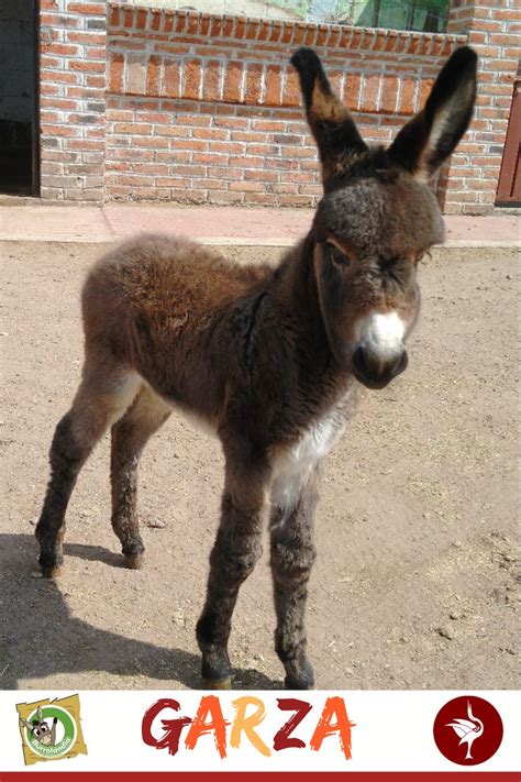 Burrolandia México on Twitter GARZA ESTA MUY CONTENTO CON SU NUEVO