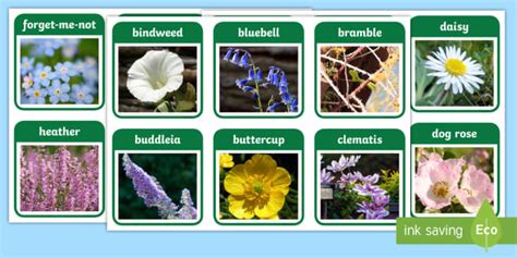 Flowers And Plants Flashcards Pdf Primary Resource