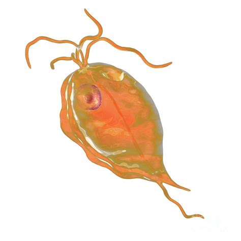 Trichomonas Hominis In Stool