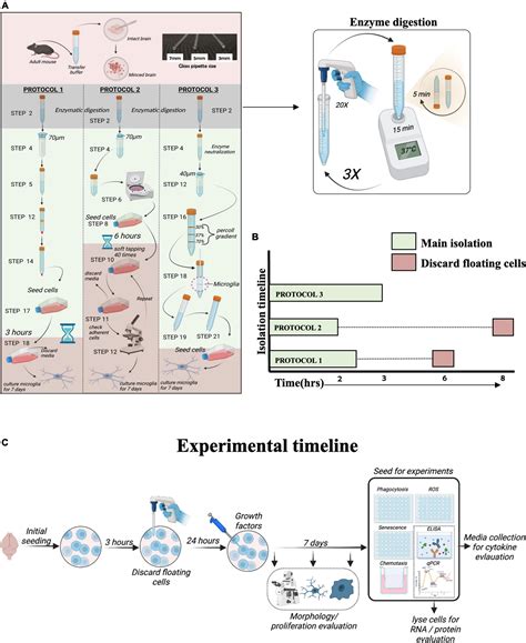 Frontiers Microglia Isolation From Aging Mice For Cell Culture A