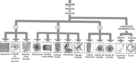 Aio Observe O Esquema Abaixo Os Numeros E Equivalem