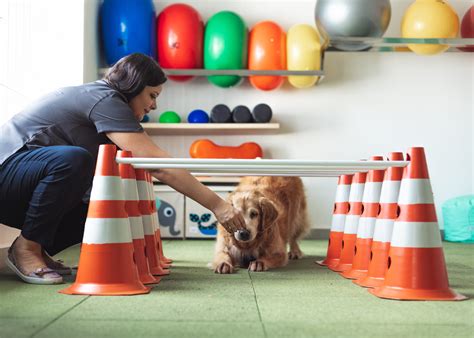 Fisioterapia para cachorros saiba quando fazer e quais seus benefícios