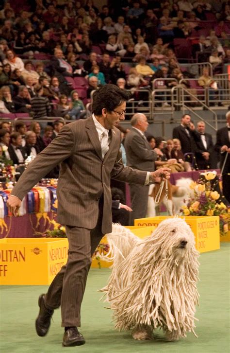 10 Things That Happen at Westminster Dog Show That Are Just Plain Wrong ...