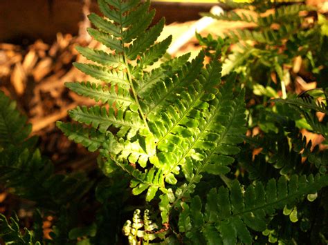 Hardy Ferns Central Texas Gardener