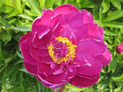 peonies flower seeds 5