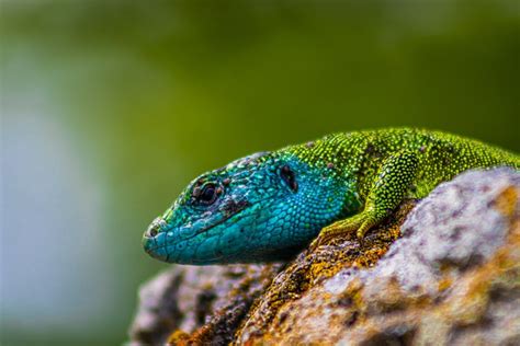 Lézard Reptile Balance Photo gratuite sur Pixabay Pixabay