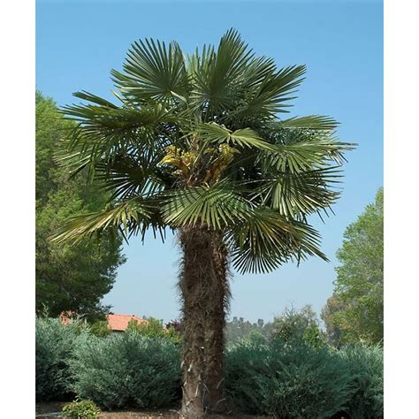 Shop Monrovia 3 58 Gallon Windmill Palm Feature Tree At