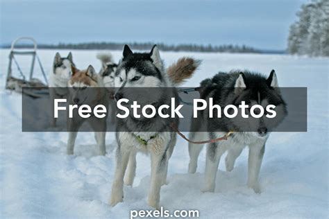 Dogs Mushing Photos, Download The BEST Free Dogs Mushing Stock Photos ...