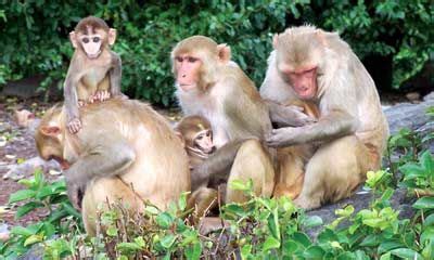 Crying Baby Monkeys Get on Everyone's Nerves | Live Science