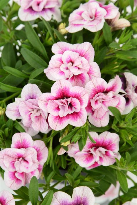 Calibrachoa Double Pink Tastic Vaso Ø 12 Cm H20 Cm Obi