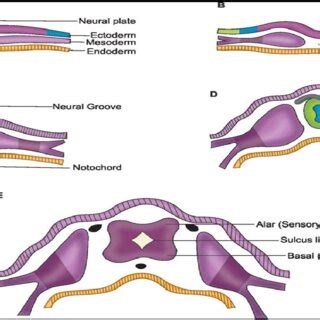 Development of Neural tube | Download Scientific Diagram