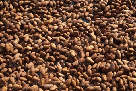 Cocoa Beans Or Cacao Beans Being Dried On A Drying Platform After