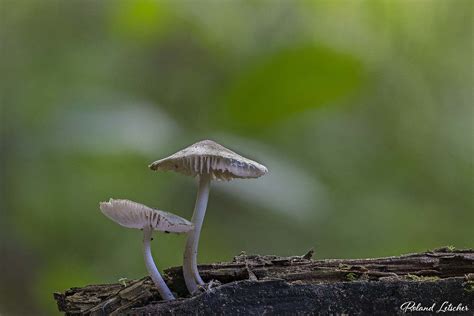 Mycène Mycena Roland Letscher Flickr