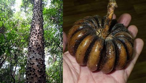 seed pods   sandbox tree  south america explode loudly