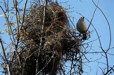 Avian Egg Incubation Workshop