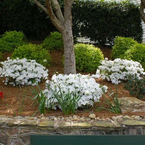 White Azalea Bush Sale Online Cityofclovis Org